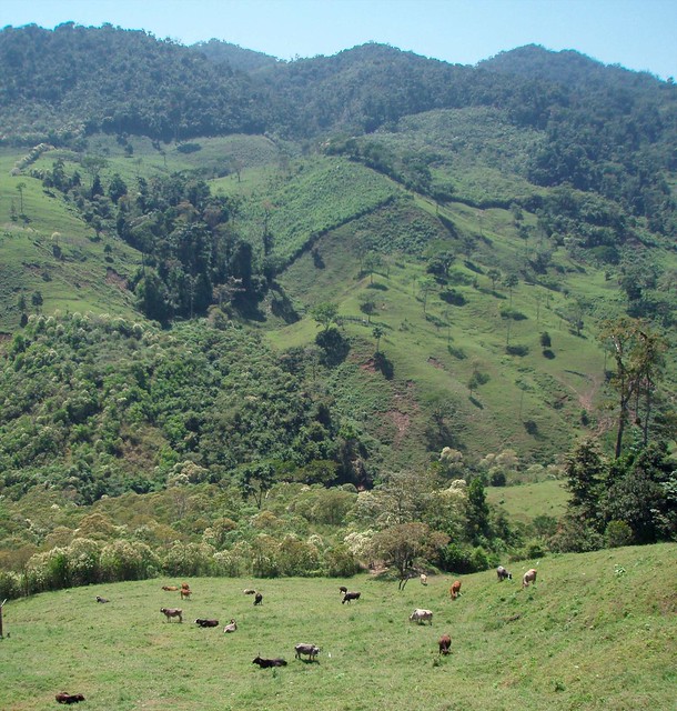 Areas deforestadas - new cow pastures; cerca de Sibal y Cintalapa, Lacandonas, Chiapas, Mexico