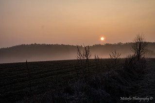 Hallertau in the morning mist XI