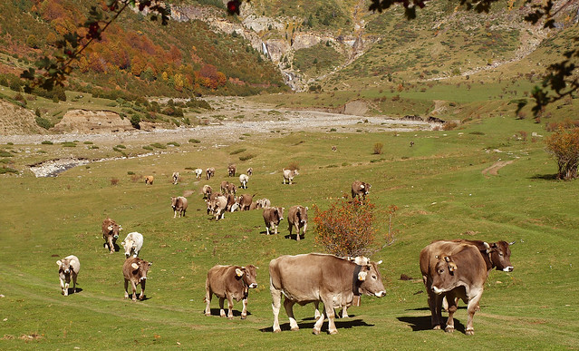 Vacas en Lalarri / Let's go