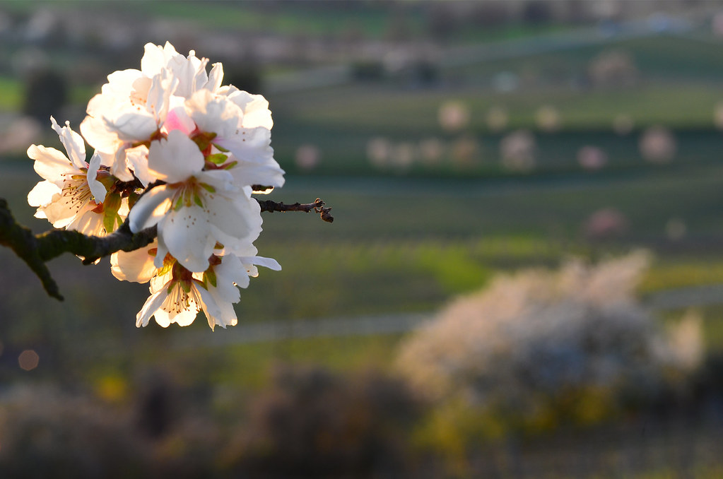 Almond-blossom-high-above-the-Rhine-Valley