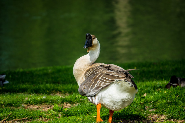 Chinese Goose (Domestic Swan Goose)