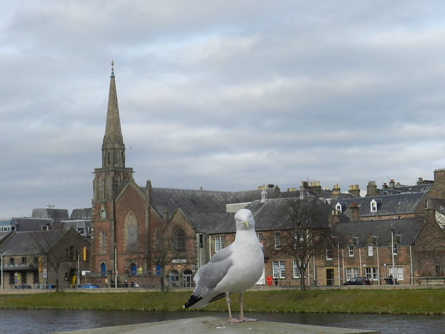Seagull, Inverness, March 2017