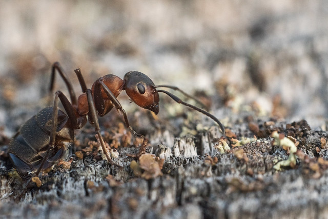 Macro, ant