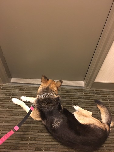NYC living...not making eye contact in the elevator...and waiting so long for it, ya gotta lie down. https://t.co/eG9wfRBeoY - Posted By Steven Ogg (Simon) | by WalkingDeadCast