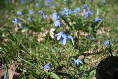 Blue Spring flower