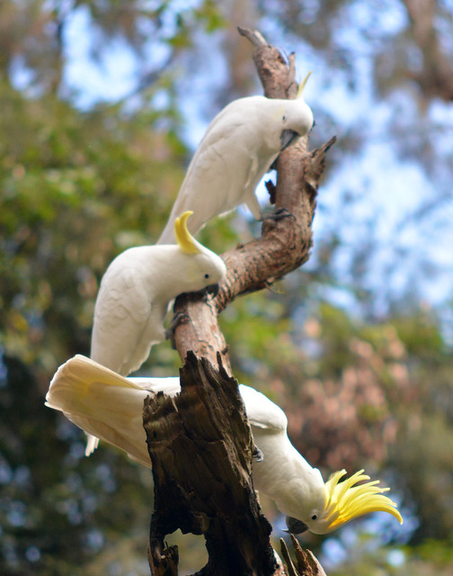 Sulphur-crested cockatoo - Cacatua galerita - 
