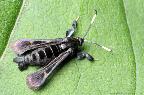 macro moth lepidoptera 1855mm mimic mimicry reverselens sesiidae waspmimic albunafraxini virginiacreeperclearwingmoth