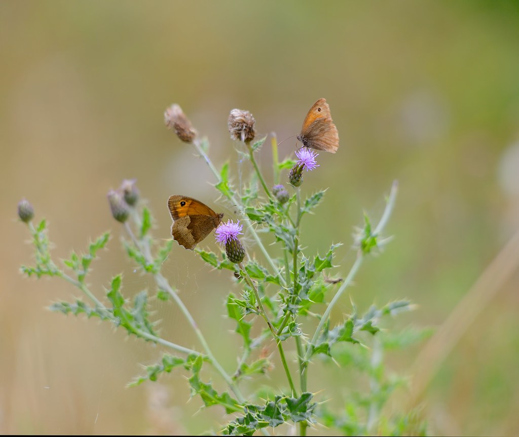 Meadow Brown Butterflies