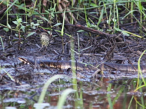 Northern Waterthrush with Cottonmouth 09-20131008