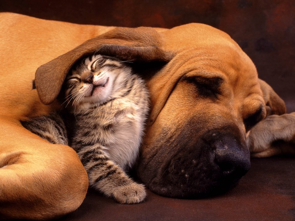Cute Dog Wallpaper Desktop | Also Cute pet wallpaper series … | Flickr