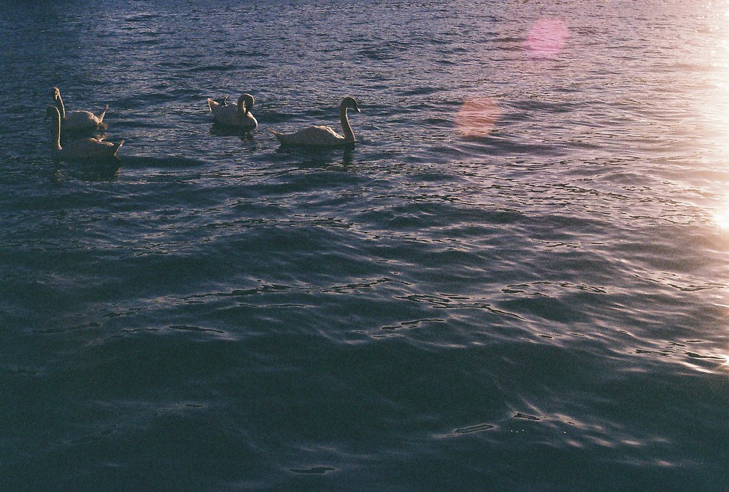 Evening Swans. They make stillness look graceful. — Toffee Maky, CC BY-SA