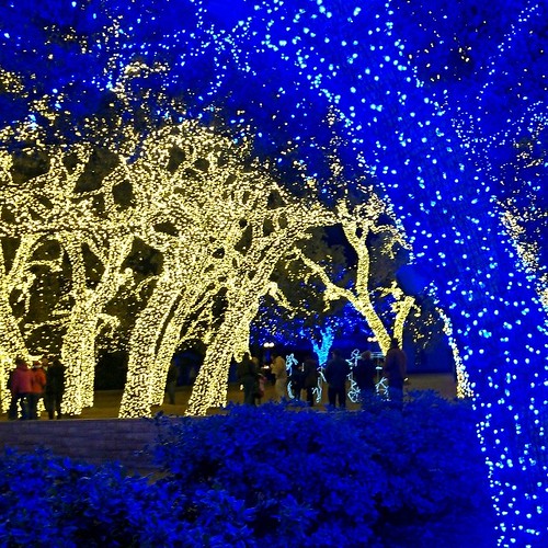 Annual stunner: all the trees filled with lights at the Pe… | Flickr