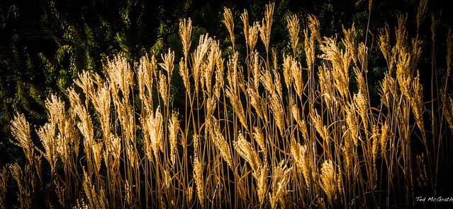 Squamish 19 Jan 14 - Golden Reeds