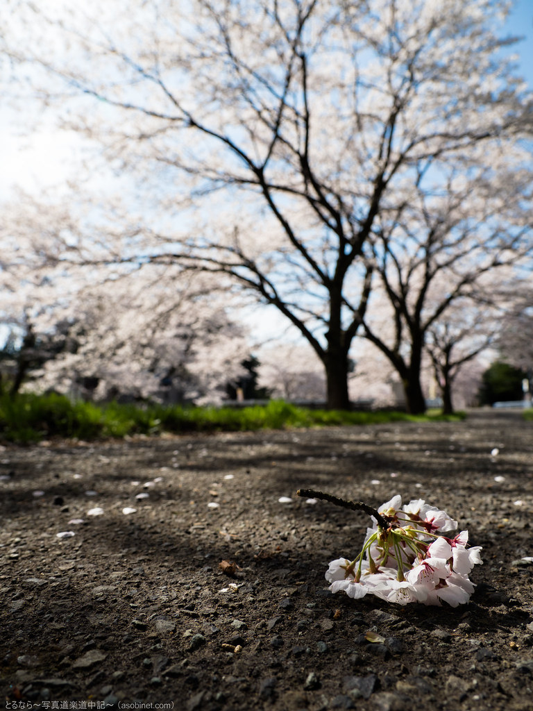 E-M1MarkII-123911 | OLYMPUS DIGITAL CAMERA | torunara photo | Flickr