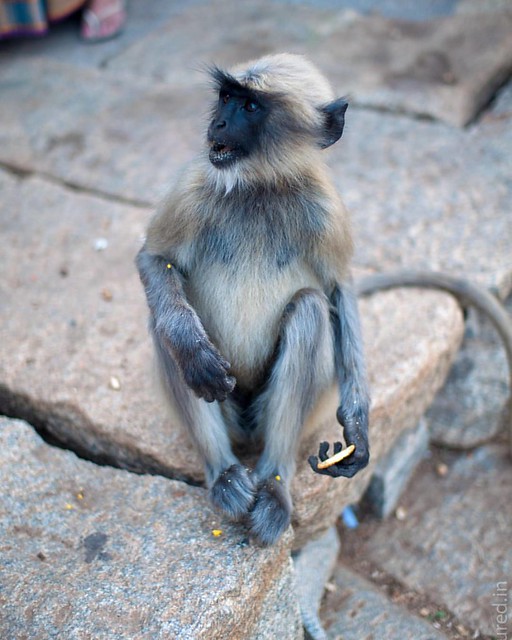 A young member of the monkey clan, at Hampi’s ruins.  #hampi #monkey #travel #incredibleindia #tourism #heritage #simian #biscuit   http://recaptured.in/hungry-monkey/