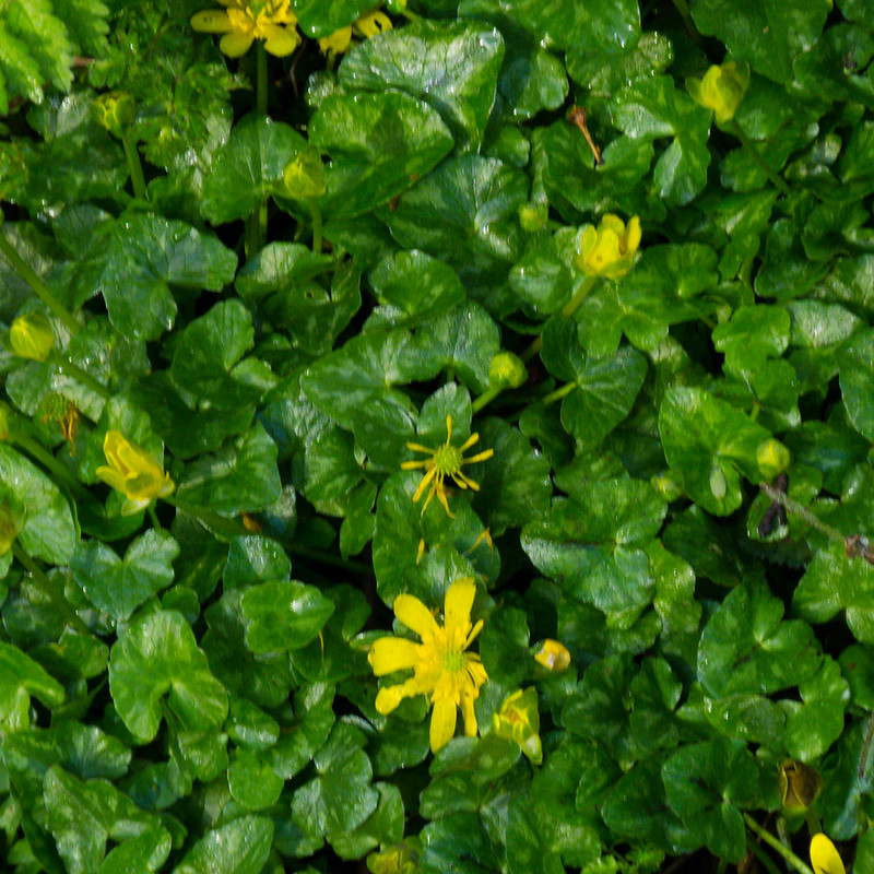 Green with a touch of yellow: lesser celandines