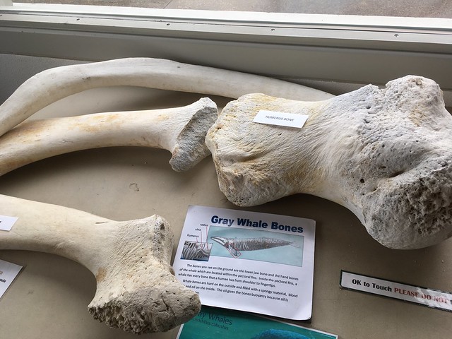 Whale Bones