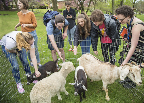 Shenandoah Greenworks Hosts Goats to Promote Relaxation