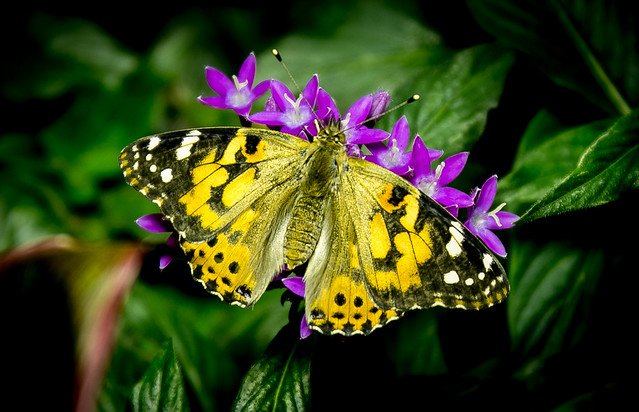 yellow & black butterfly (unidentified)