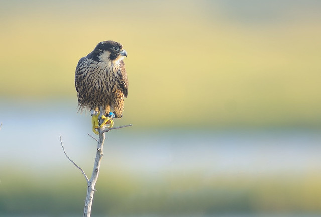 Juvenile Peregrine Falcon