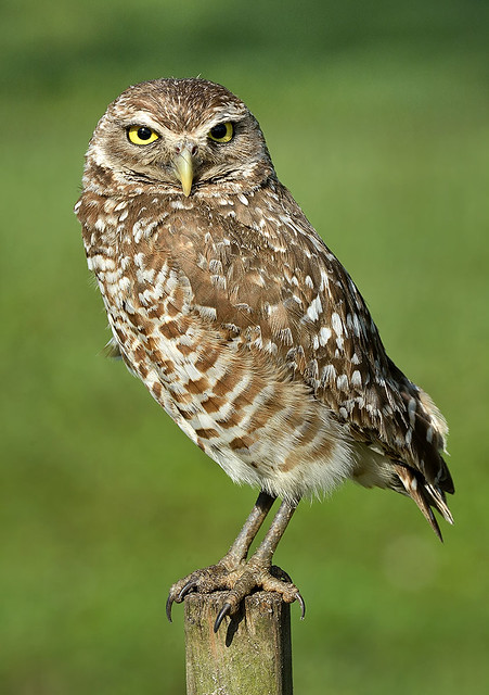 Burrowing Owl, Brian Piccolo Park, Broward County, FL.