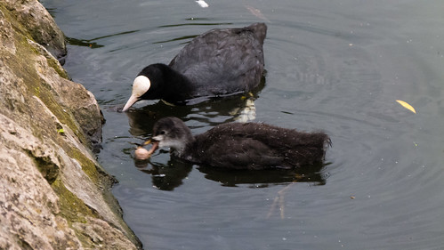 Coot feeding a chick
