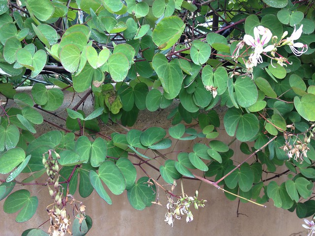 Garden #1: Detail of vine growing on the front wall