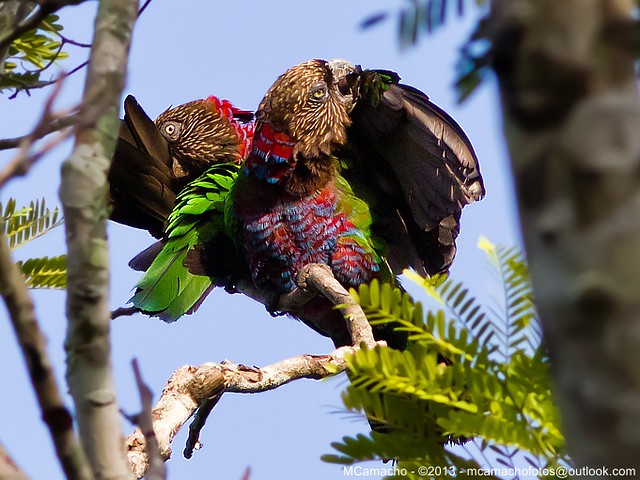 anacã - Nome Científico: Deroptyus accipitrinus (Linnaeus, 1758) - Nome em Inglês: Red-fan Parrot