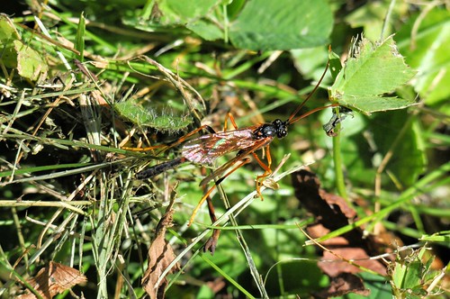lake robert up mi forest insect golden long wasp michigan ottawa great upper national peninsula kramer ug digger watersmeet sphex ichneumoneus