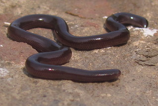 Brahminy Blind Snake (Ramphotyphlops braminus) | by Jonathan Hakim