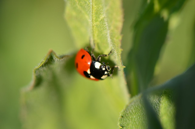 Welcome back  dear ladybug