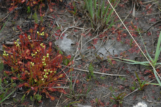Drosera intermedia (Spoonleaf sundew / Kleine zonnedauw)