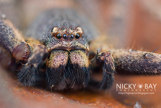 Huntsman Spider (Heteropoda sp.) - DSC_1197