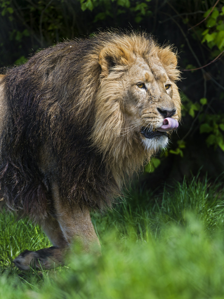 Walking male lion.