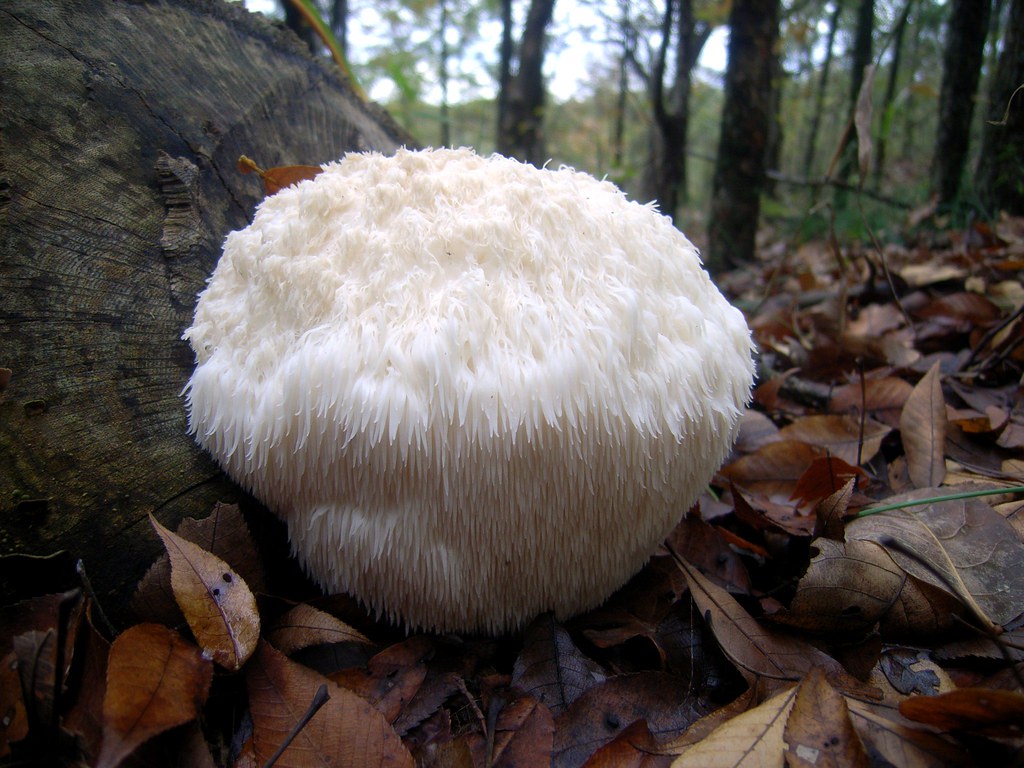 Hericium erinaceus - Lion's Mane mushroom