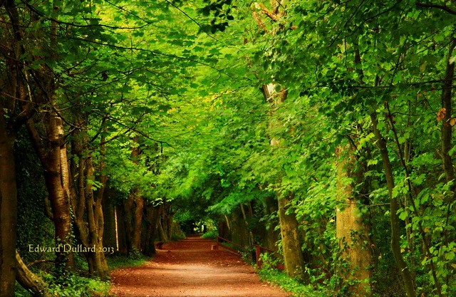 Woodland path.