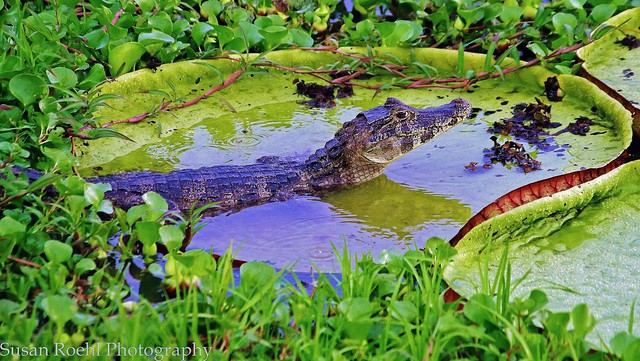 Young Yacare Caiman (Caiman yacare) on top of giant water lily pad (Victoria amazonica) in Brazil