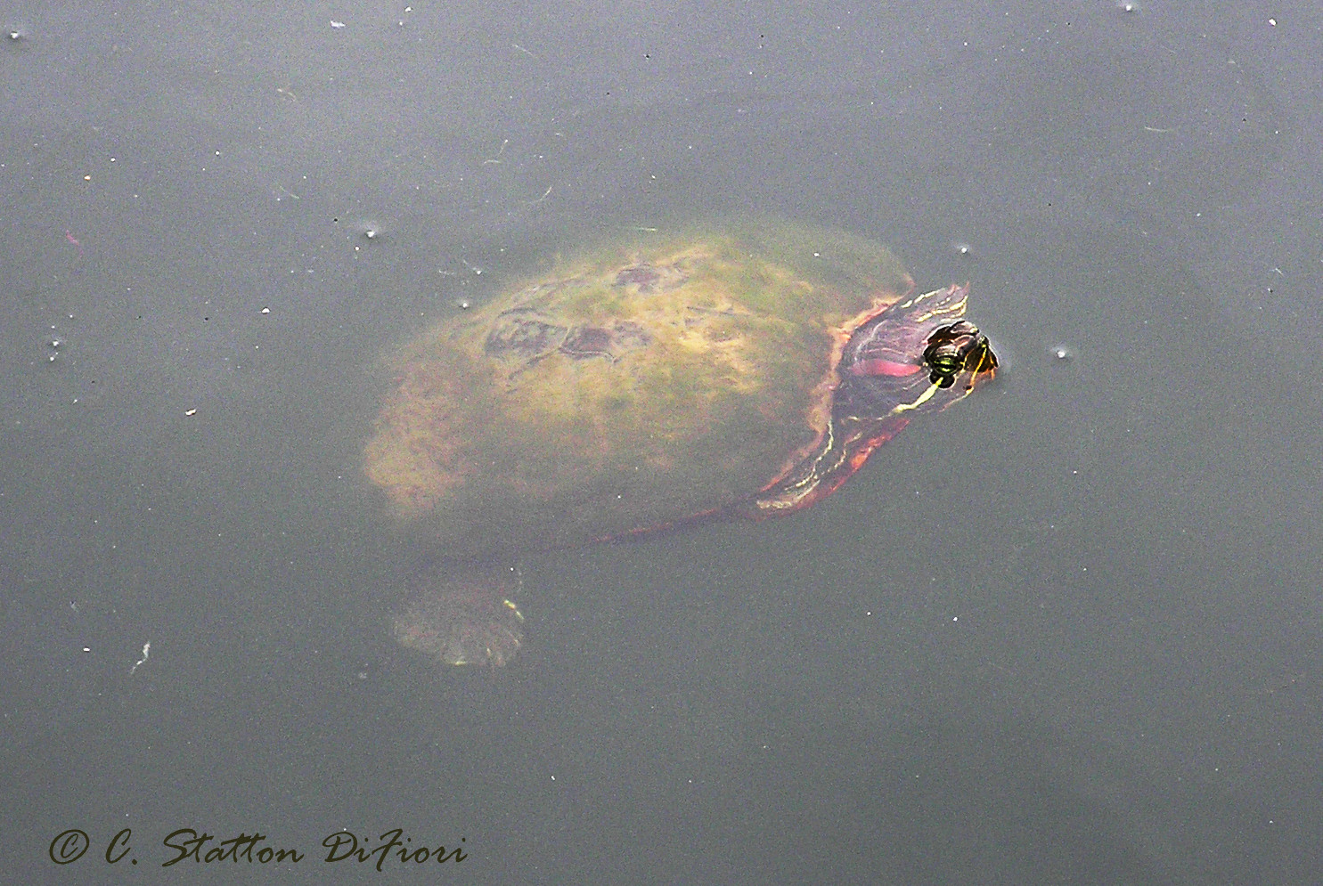 Turtle Freckles Turtles | Flickr
