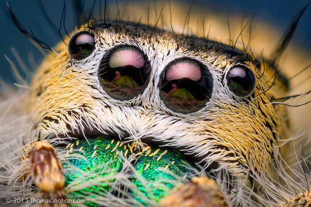 Eyes of a Female Phidippus workmani - Florida