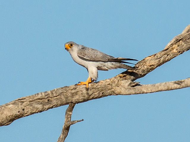 Grey Falcon (Falco hypoleucos)