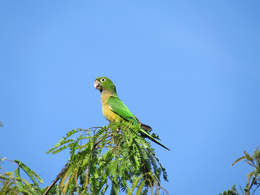 Aztec parakeet | daviddontdance | Flickr