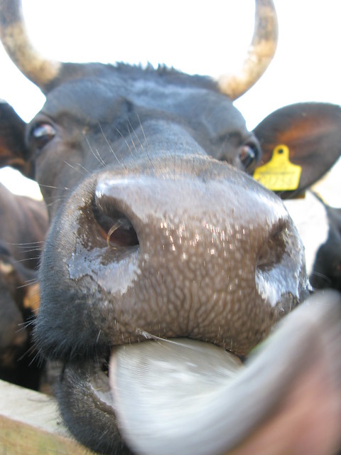 Cow Lick