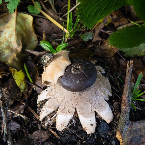 Earth star with lid