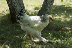 My mom's chicken :)