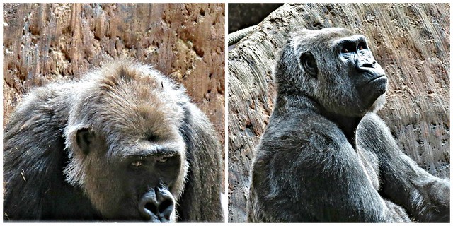 Western Lowland Gorillas, Toronto Zoo, Toronto, ON