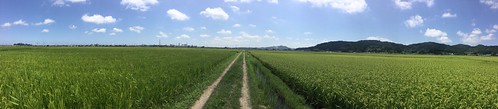 japan 日本 honshuu 本州 touhoku 東北 miyagiken 宮城県 cycletouring 自転車ツーリング rice 米