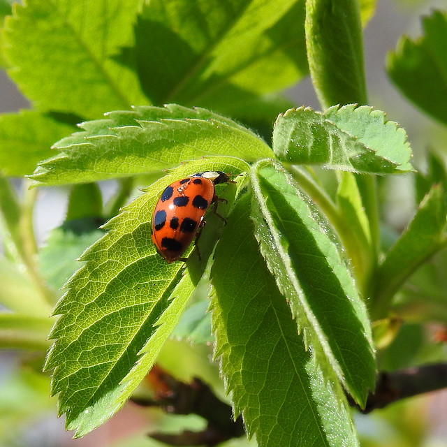 Ladybird in my garden.