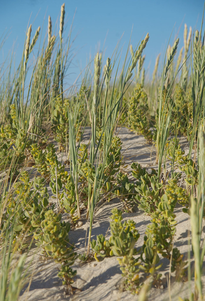 Poa pubinervis and Tetragonia decumbens, Swanbourne Beach, Perth, WA, 06/12/16