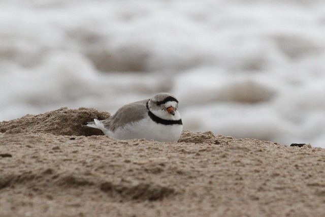 Piping Plover staying out of the wind on Bradford Beach