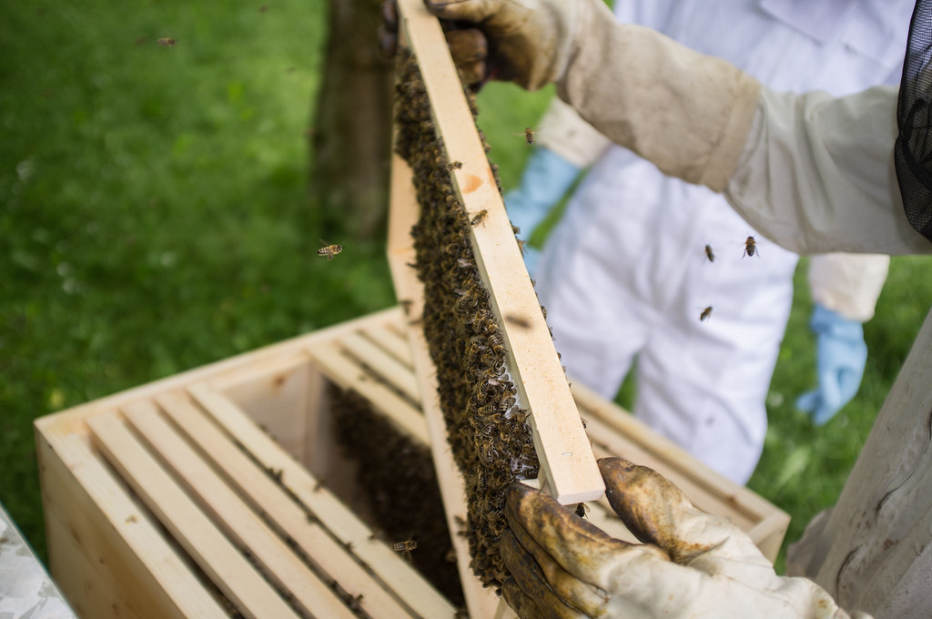 Einblick in den Bienenstock | Nach knapp zwei Wochen, die un… | Flickr
